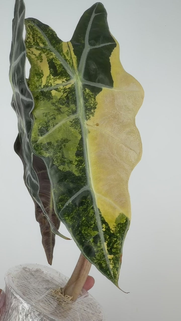 Alocasia Sanderiana Bull Aurea Variegated
