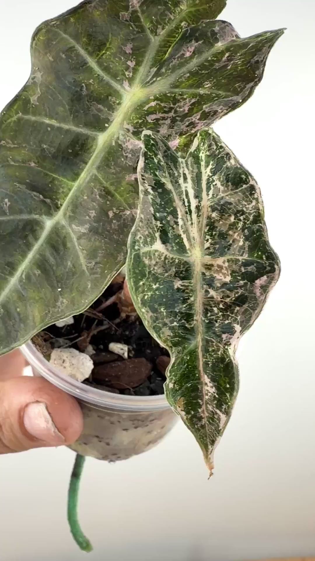 Alocasia Amazonica Candy Variegated — video of the exact plant