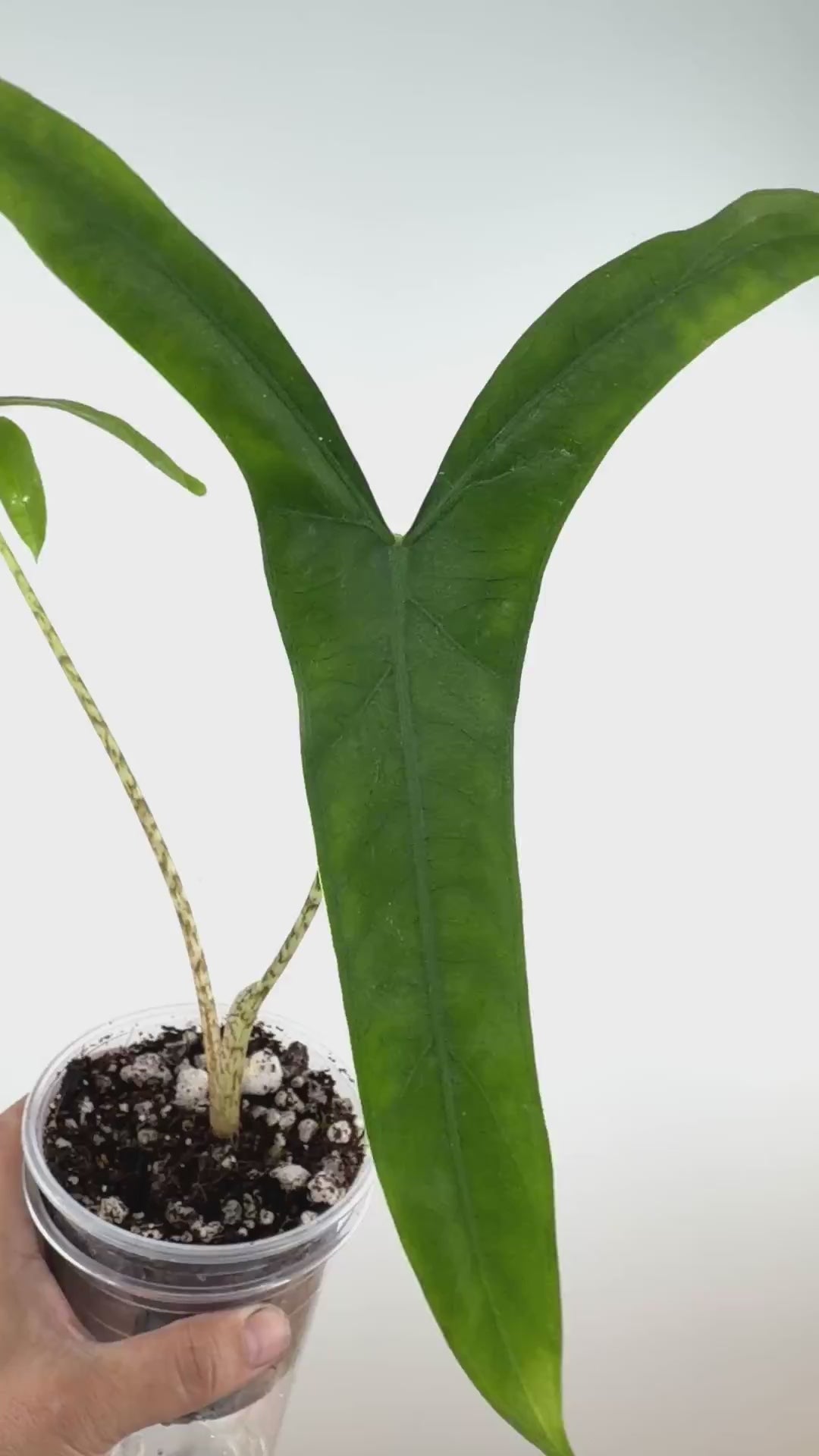 Alocasia Sp. Tigrina Wongii