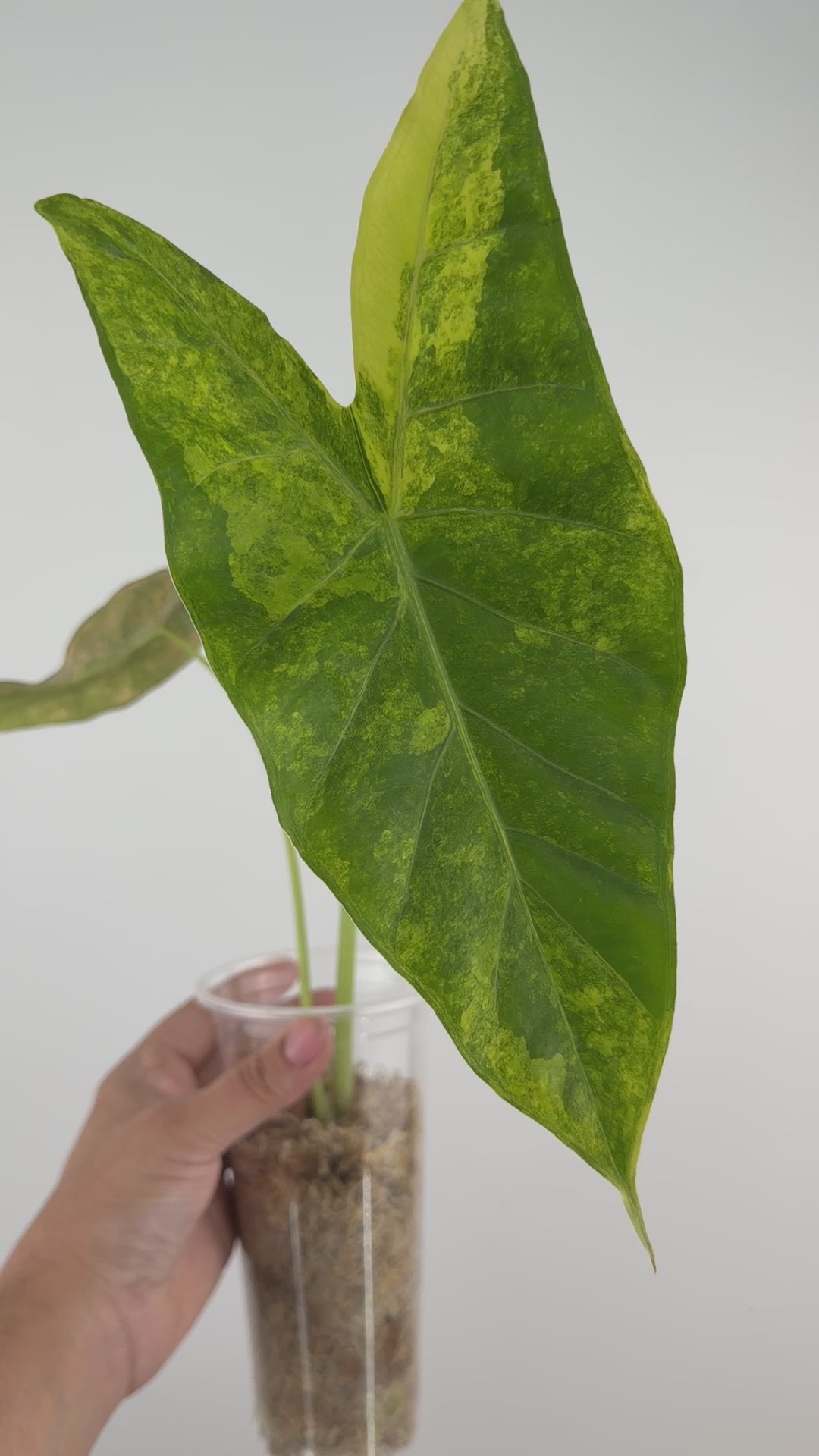 Alocasia Longiloba X (Calidora X Pink Dragon) Hybrid Variegated Mother Plant
