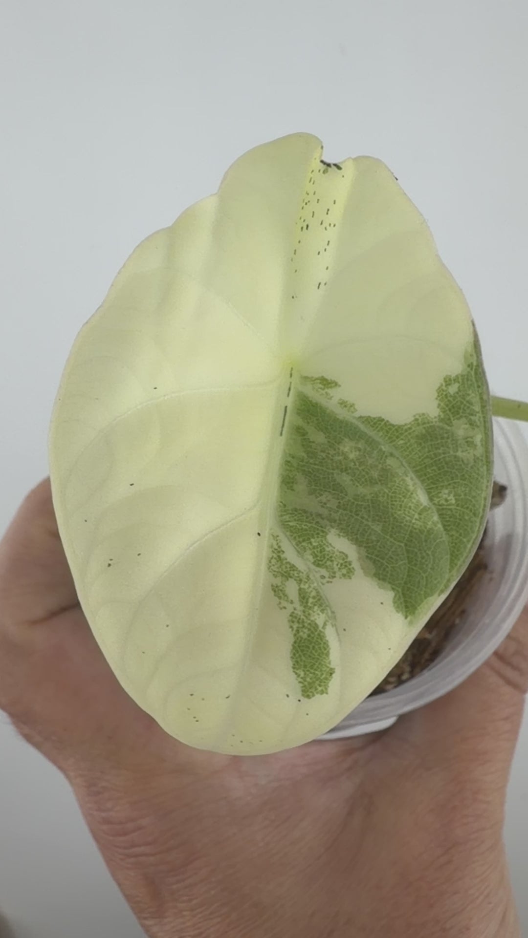 Alocasia Maharani Albo Variegated