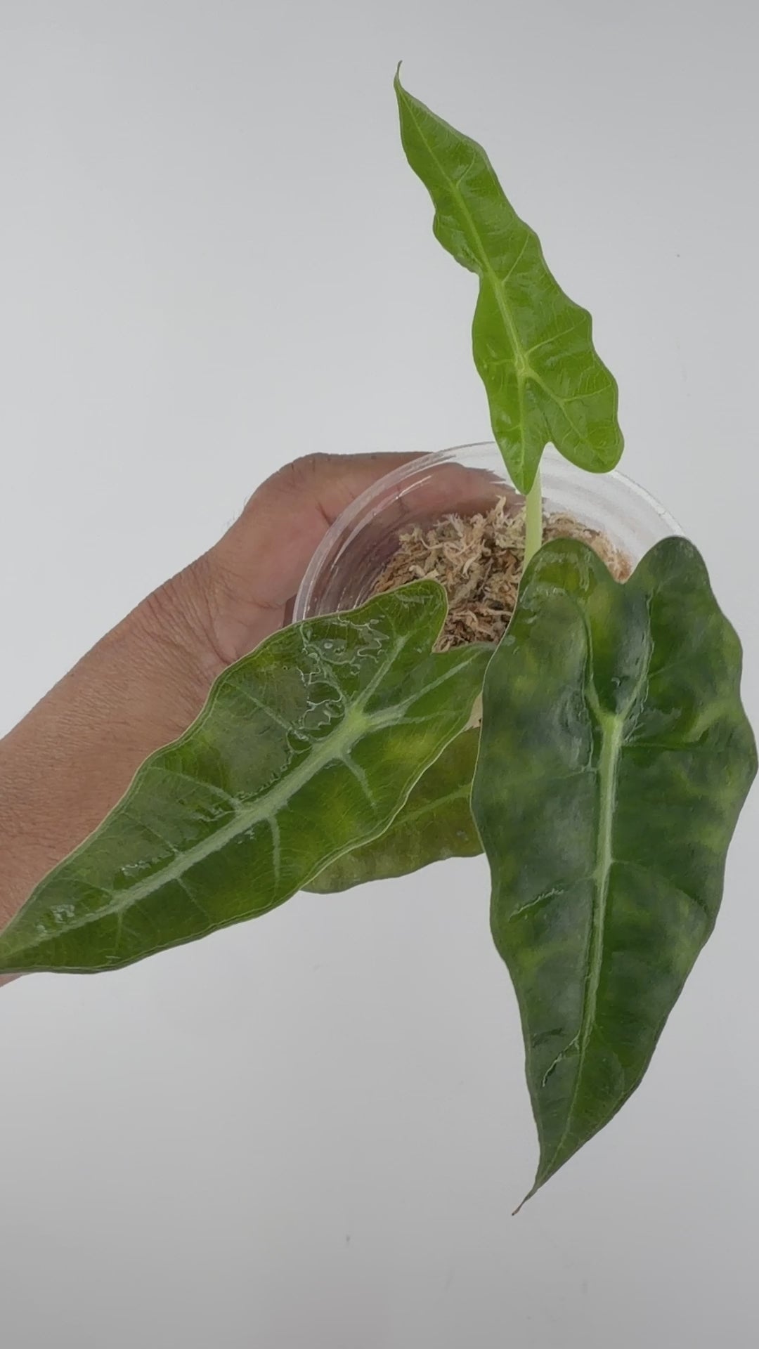 Alocasia Scorpio