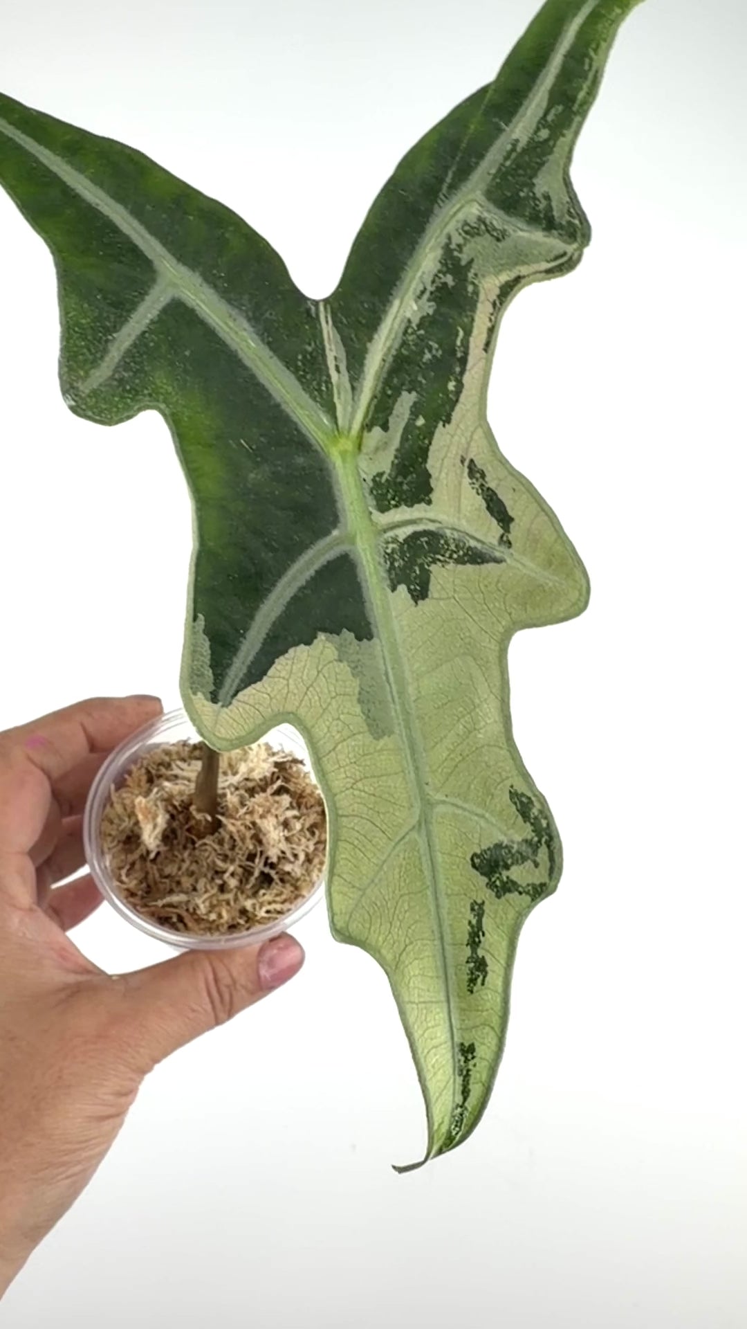 Alocasia Nobilis Pink Mint Variegated #3