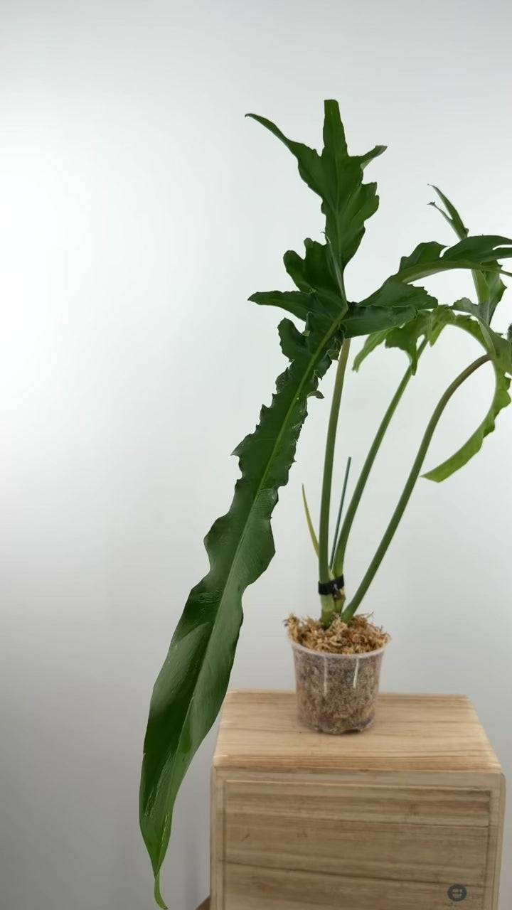 Philodendron Belle Isle Hybrid