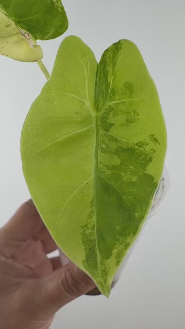 Video of the exact Alocasia Macrorrhiza Aurea Variegated
