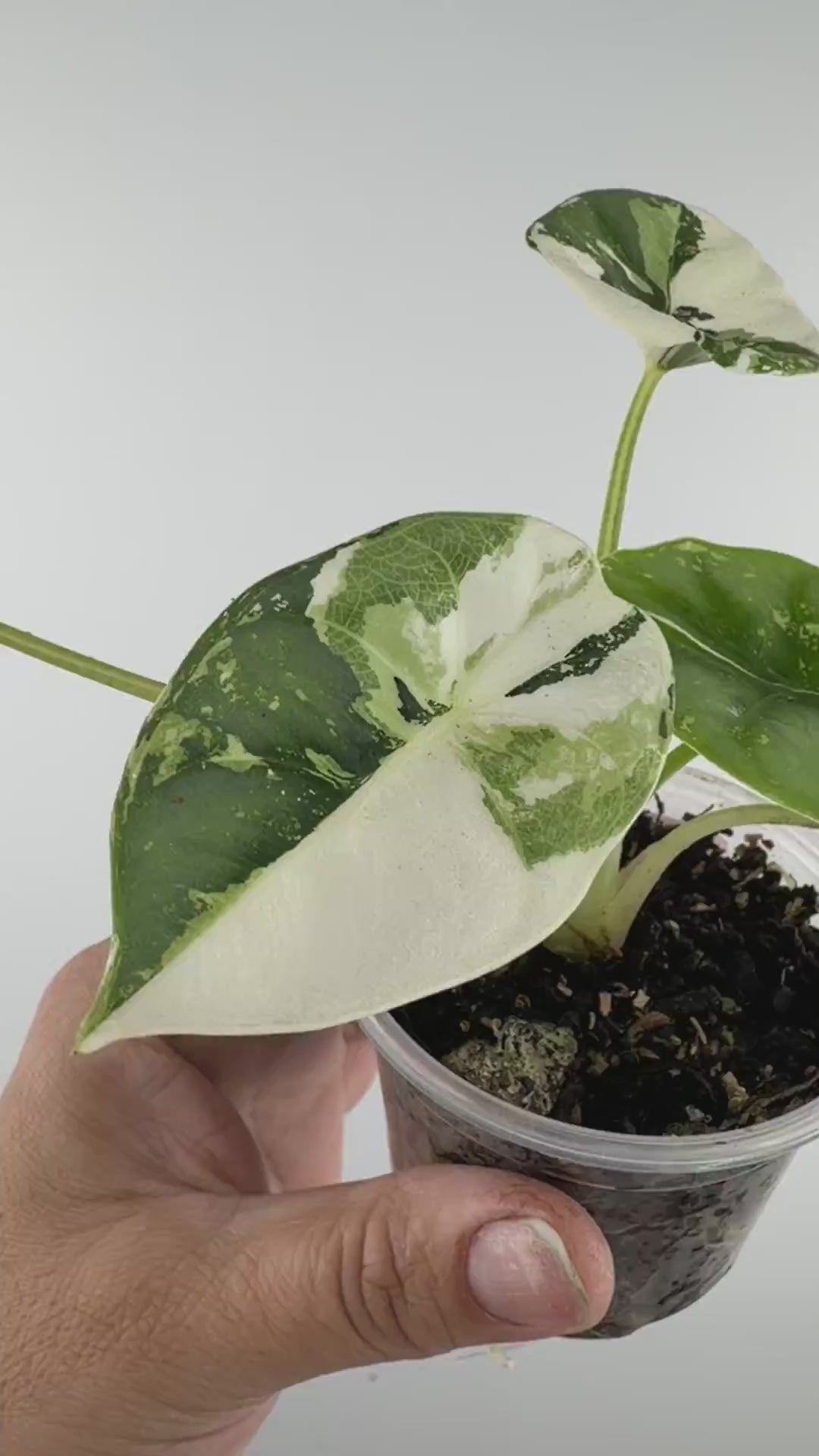 Alocasia Reversa Lumina Albo Variegated