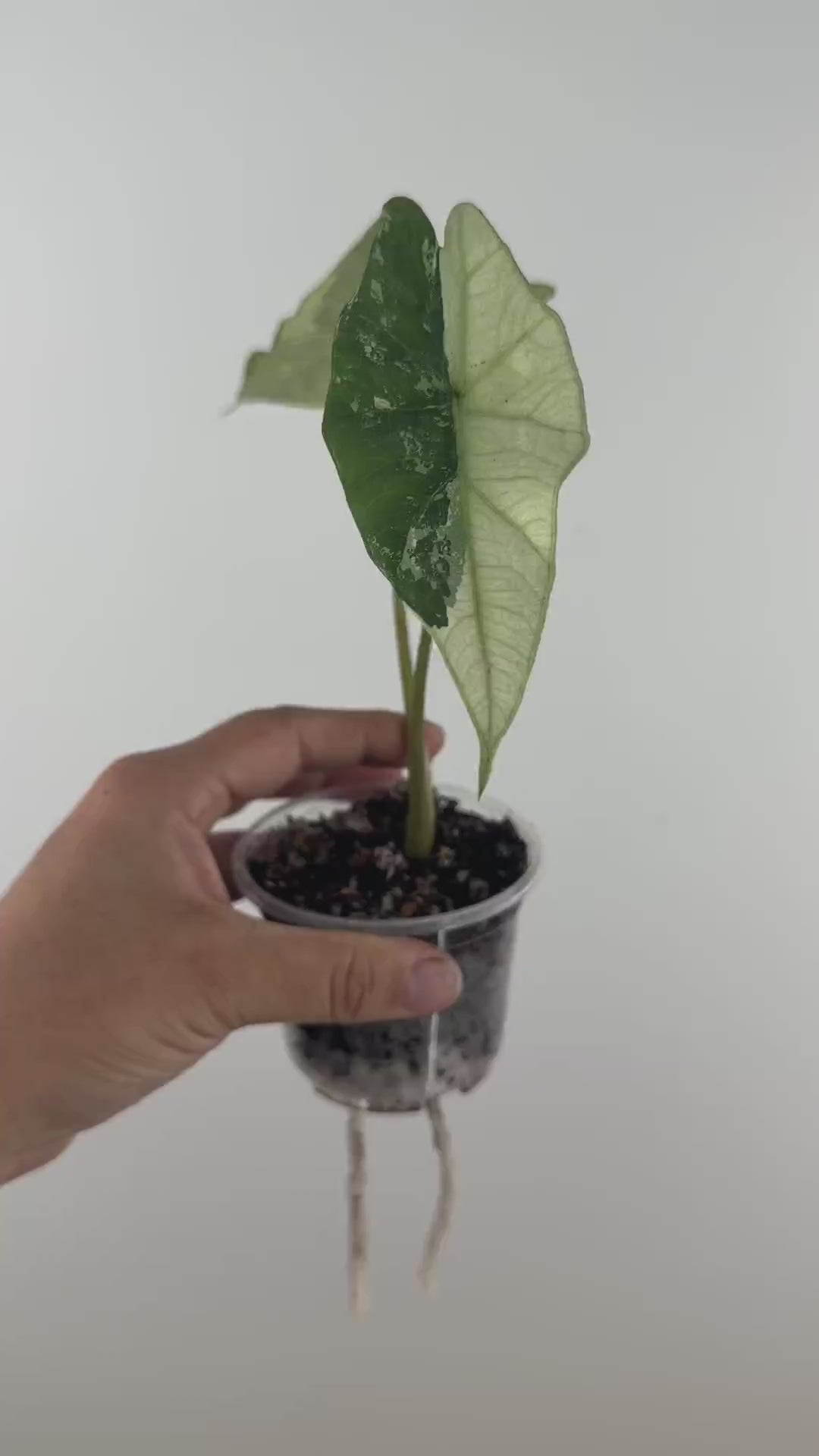 Alocasia Simpo Albo Variegated — video of the exact plant