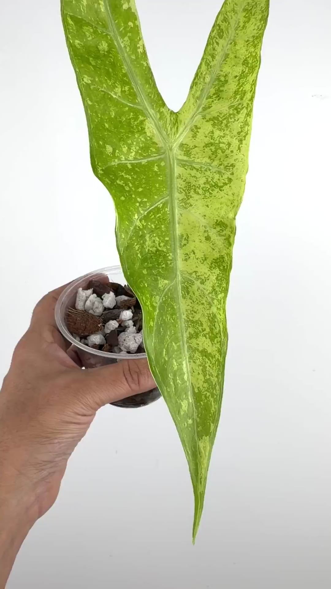 Alocasia Longiloba Golden Galaxy Variegated