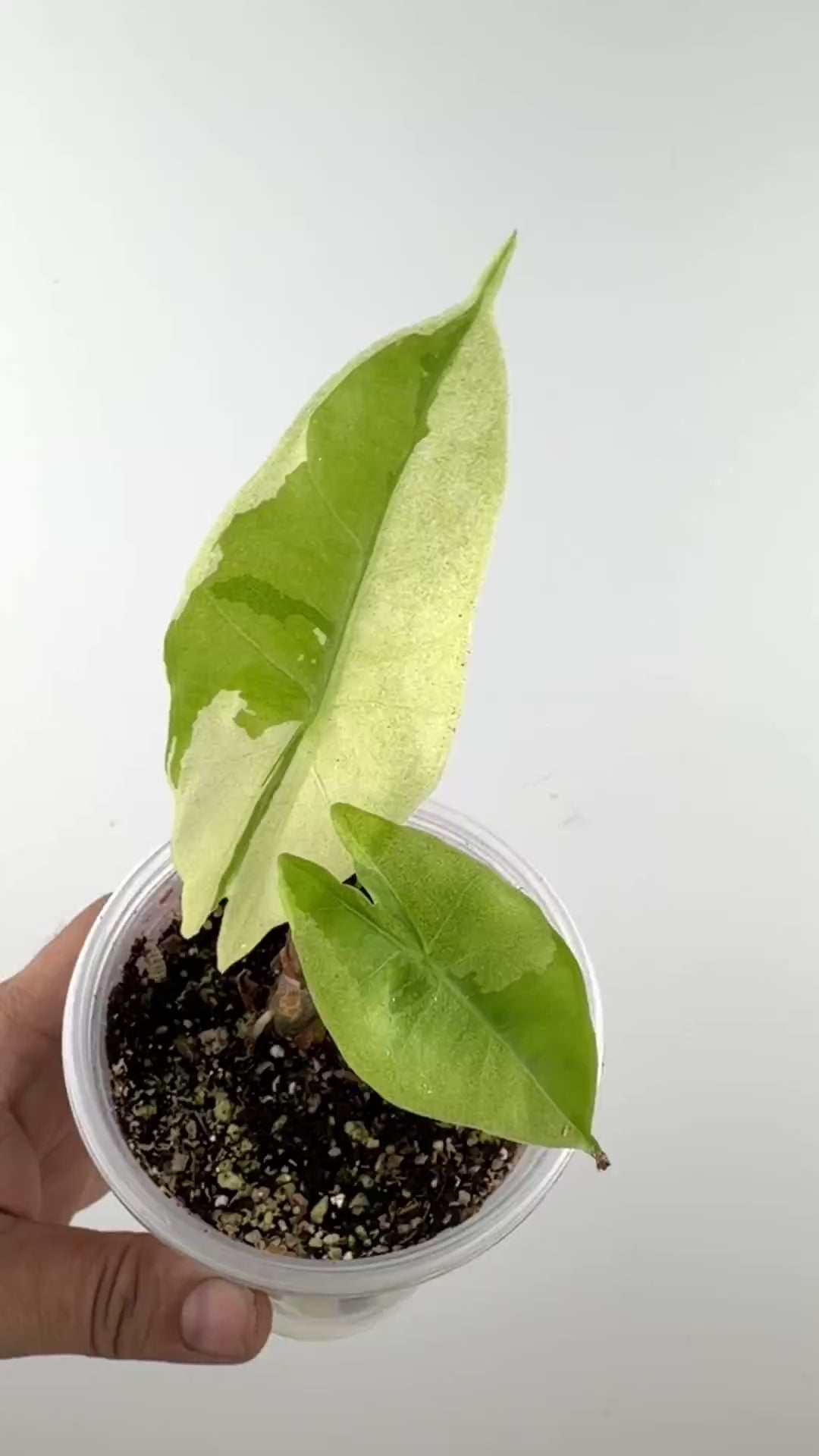 Alocasia Longiloba Similan Mountain Mint Variegated video