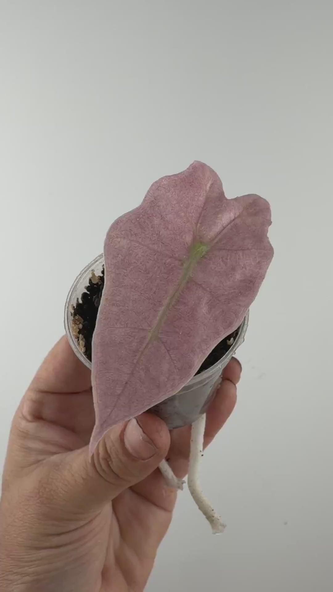 Alocasia Polly Pink Ghost Variegated