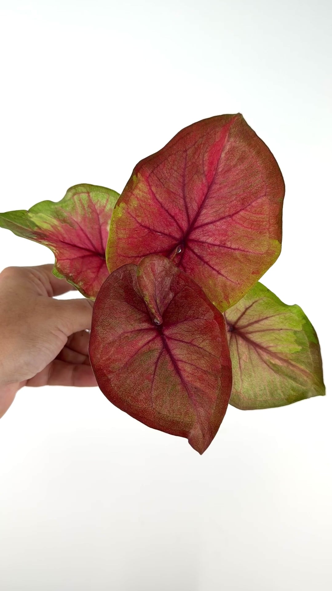 Caladium Thai Hybrid