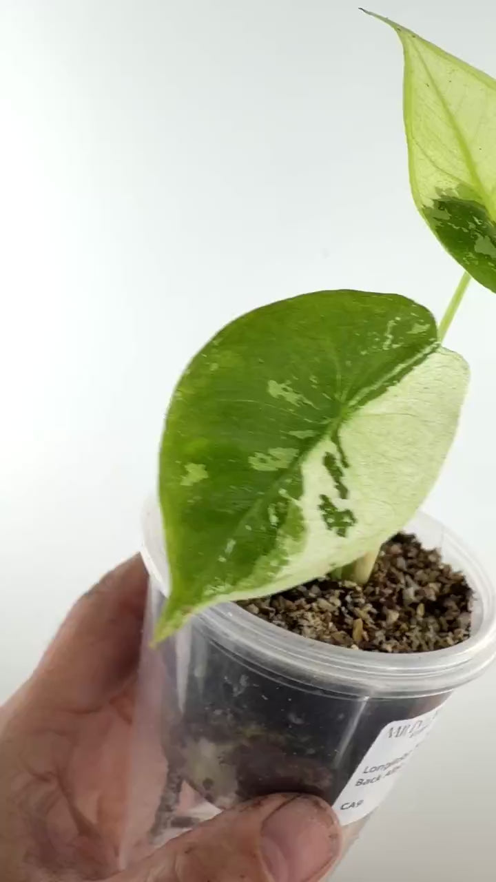 Video of the exact Alocasia Longiloba Pink Back Albo Variegated #2
