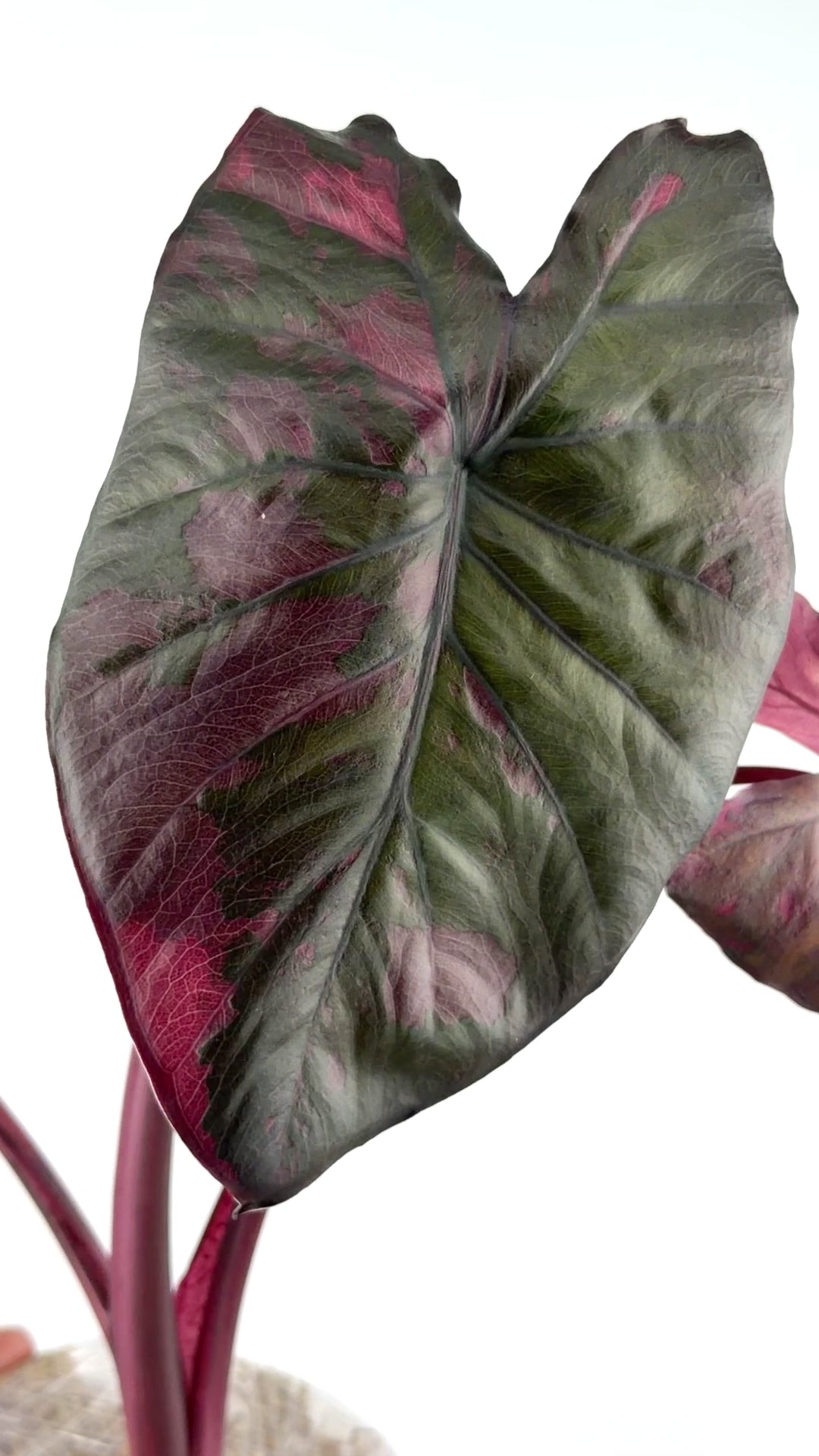Alocasia Serendipity Pink Variegated