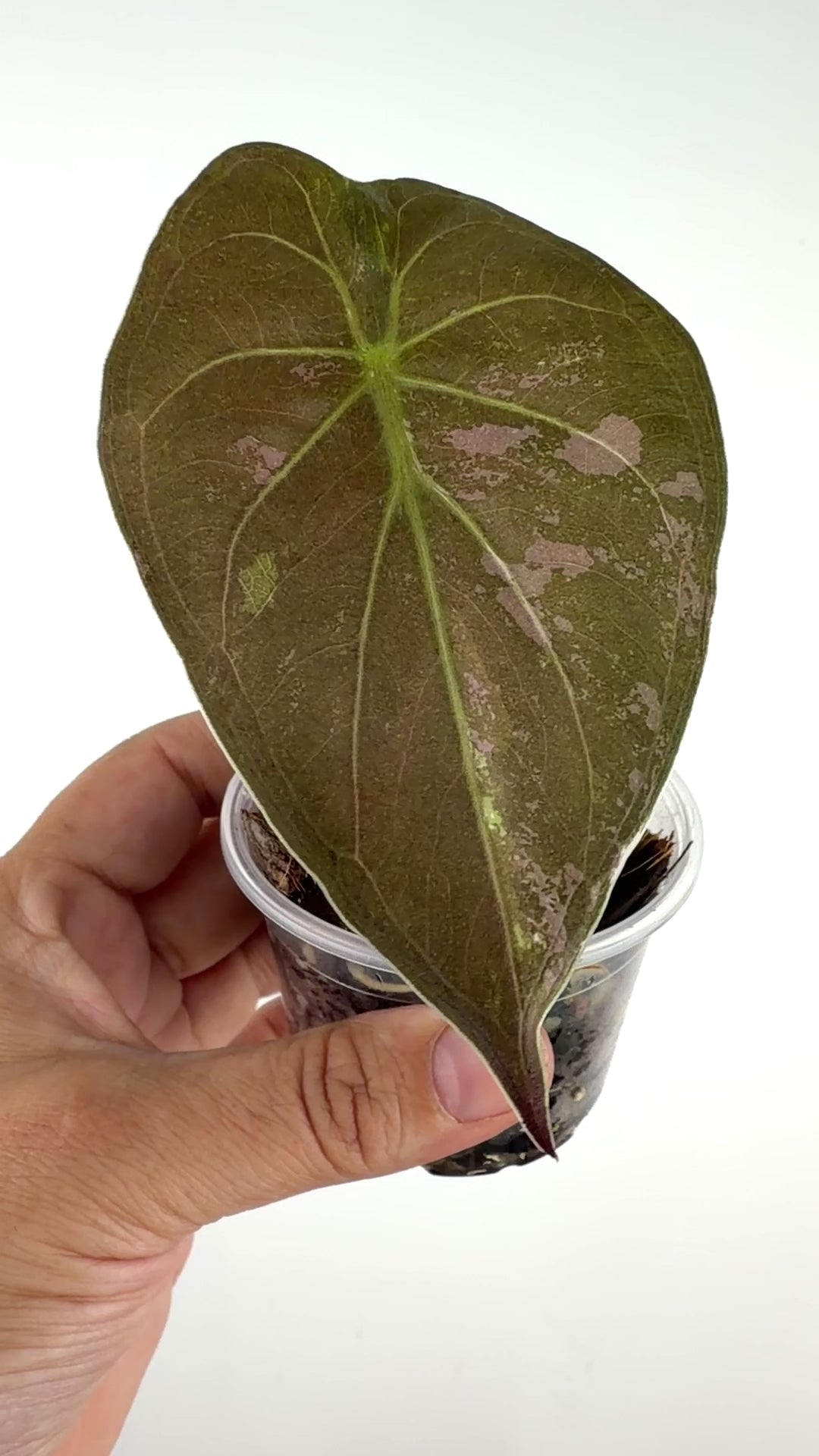Alocasia Uhinkii "Wentii" Vintage Silver Variegated