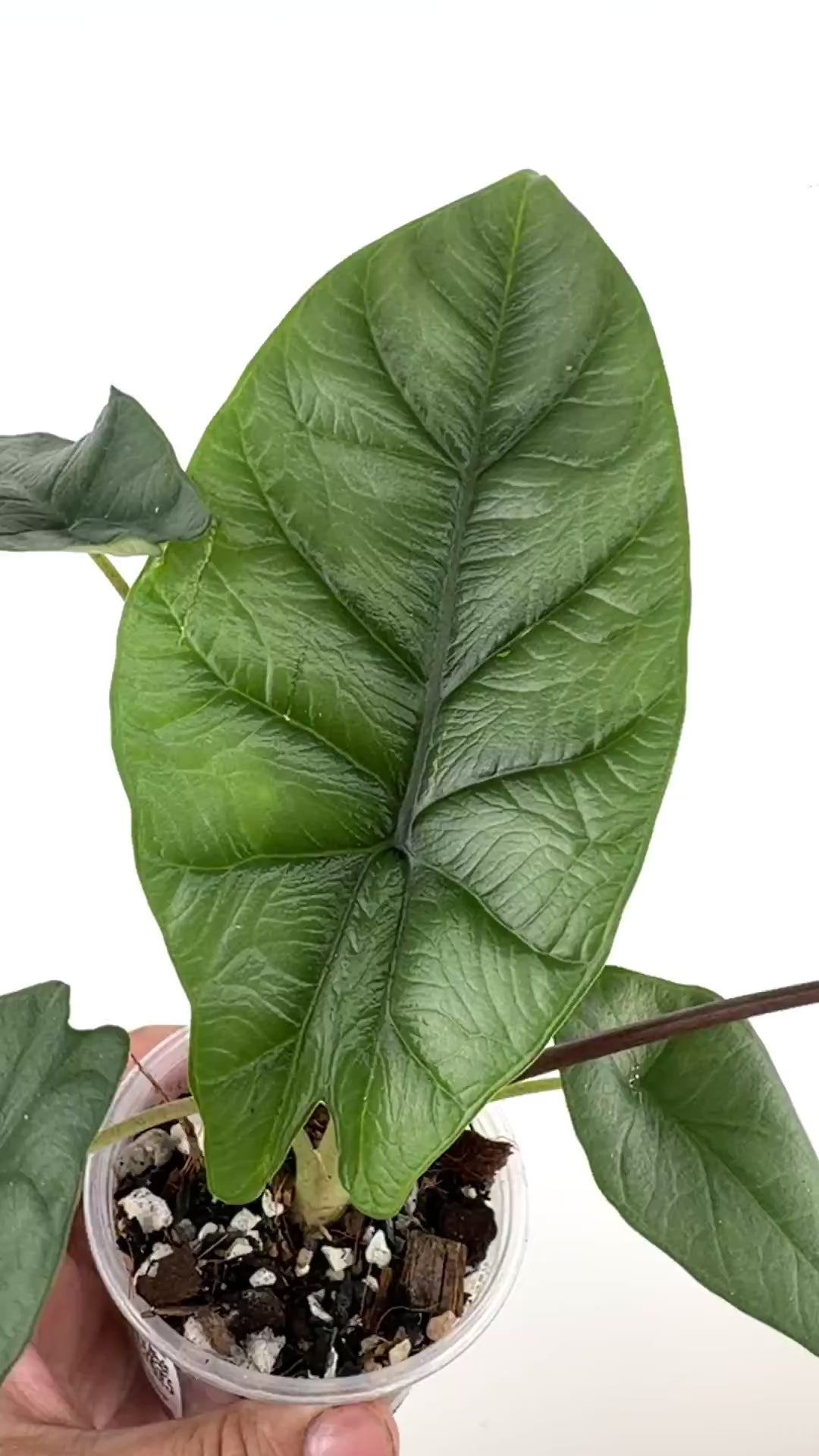 Alocasia Silver Wing Hybrid (Scalprum X Silver Dragon)