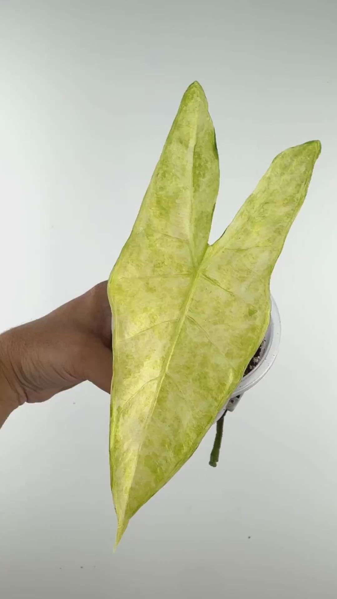 Alocasia Longiloba Golden Mint Variegated
