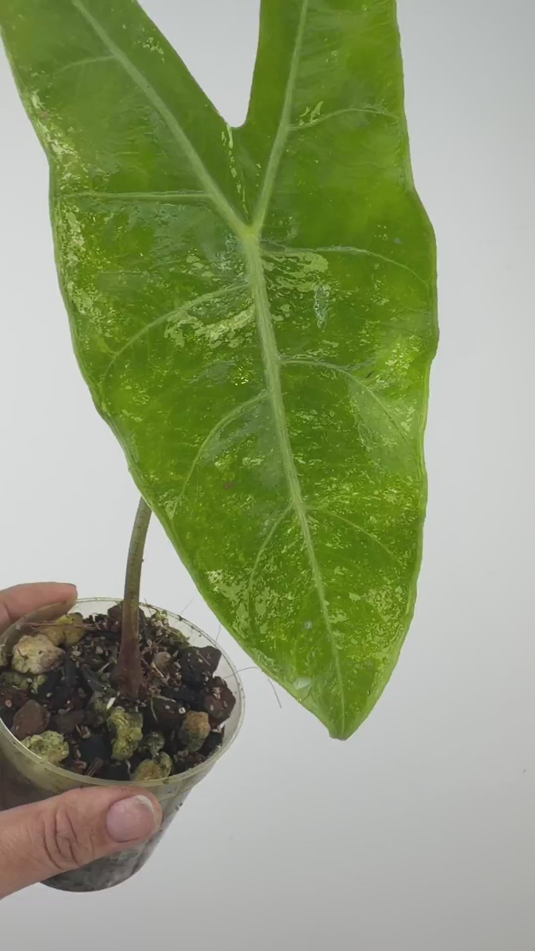 Alocasia Longiloba No ID Variegated