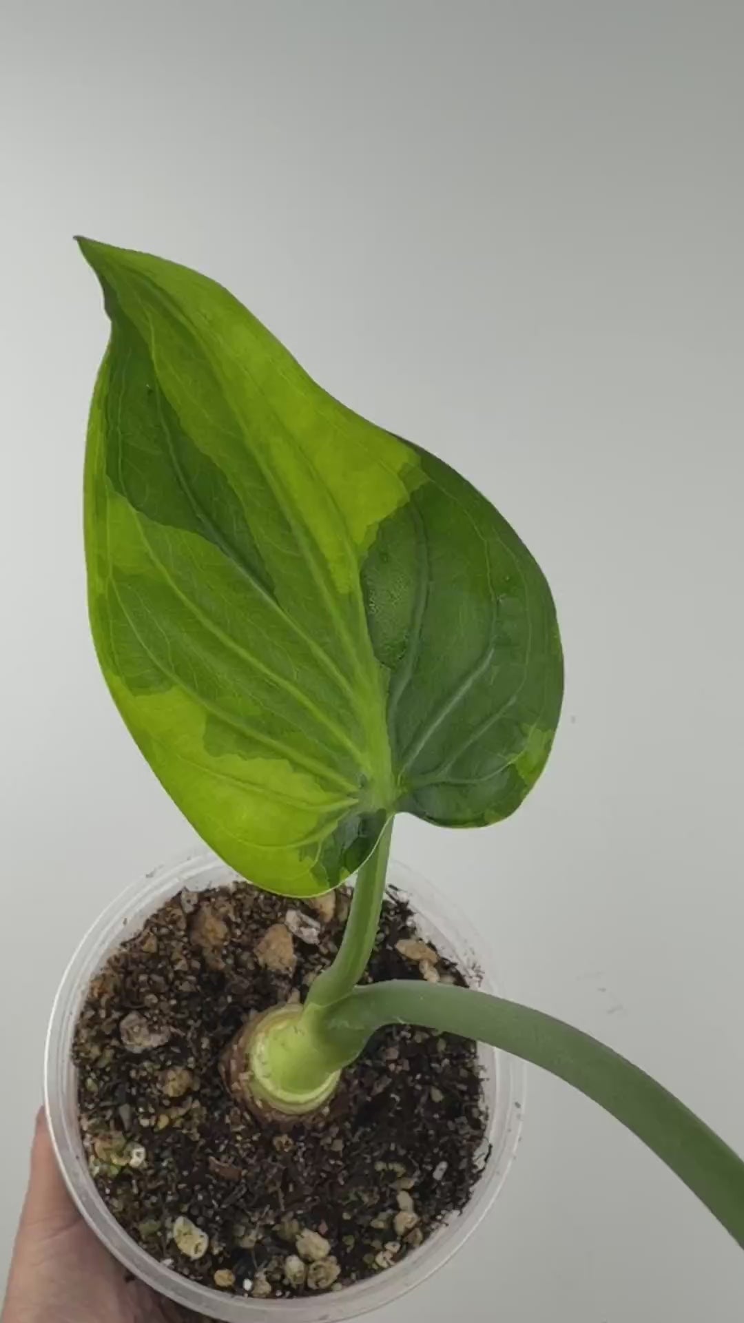 Alocasia Cuculatta Banana Split Variegated Mother Plant