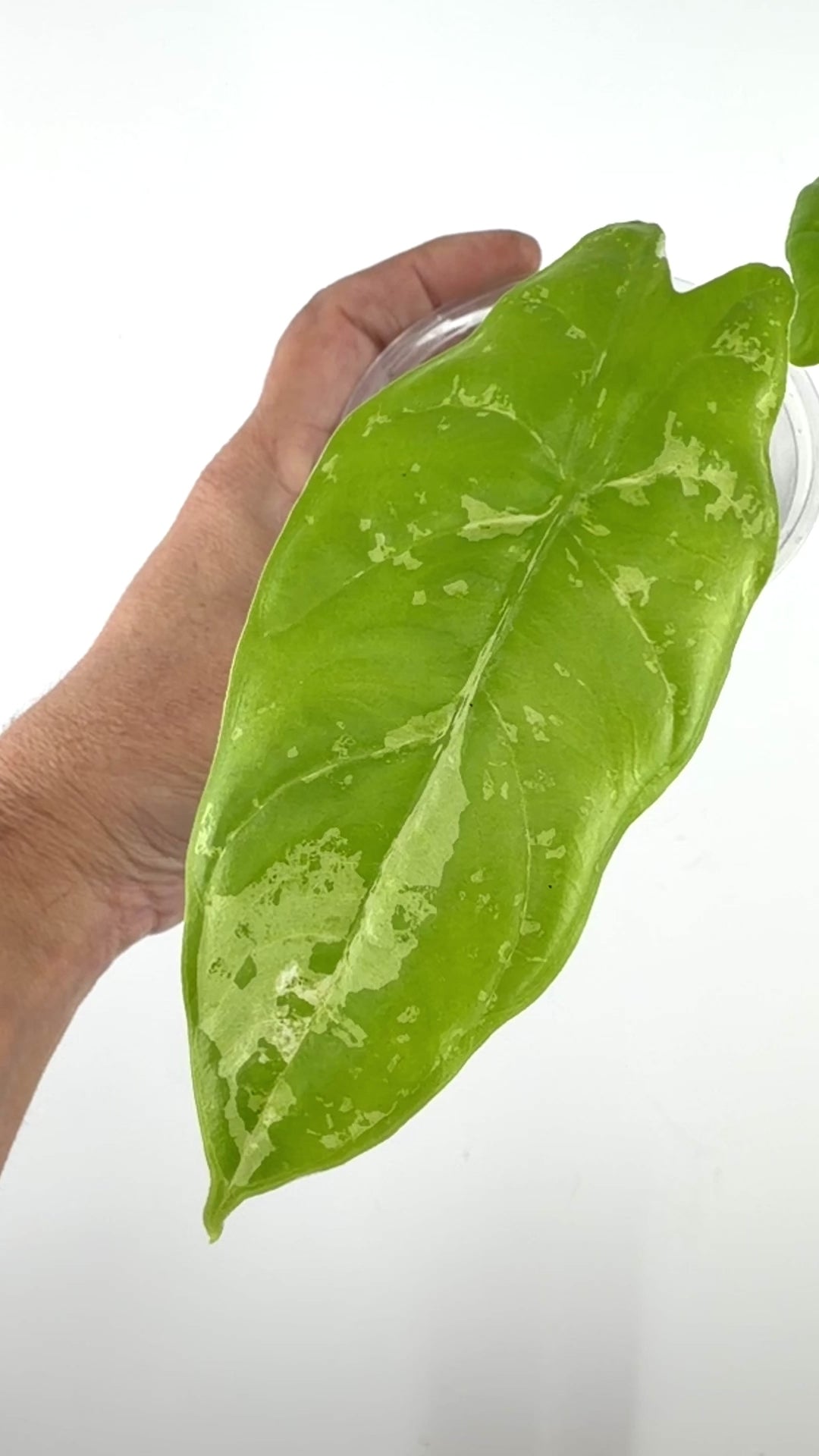 Alocasia Fornicata Albo Variegated