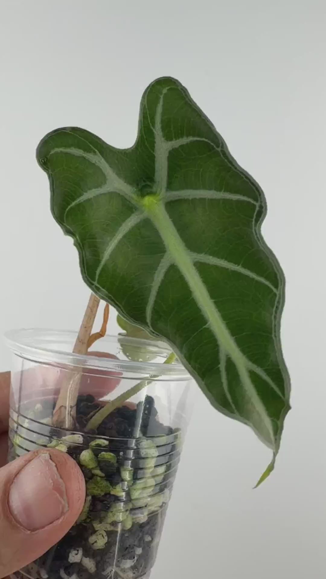 Video of the exact Alocasia Papilio