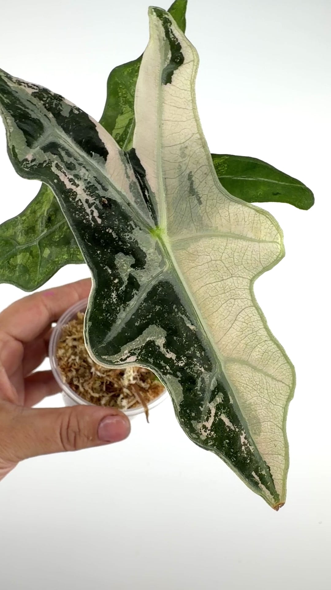 Alocasia Nobilis Pink Mint Variegated #2