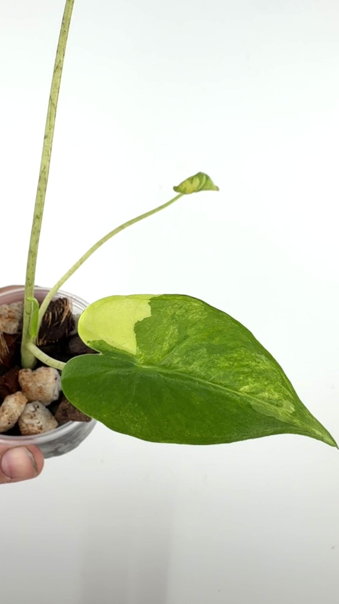 Alocasia Shock Treatment Aurea Variegated