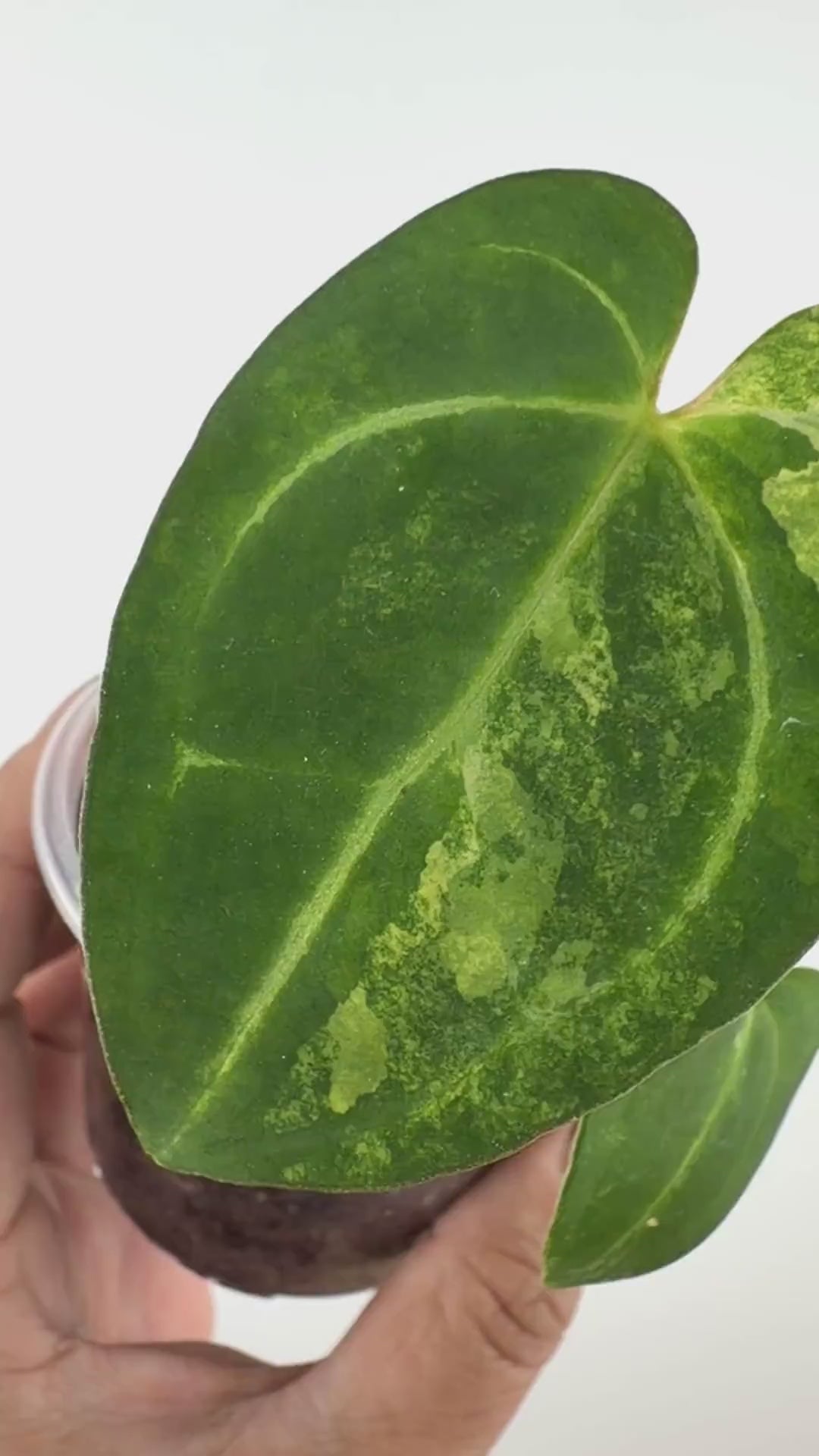 Anthurium (Papi X Crys) X (Papi X Skg Silver) Variegated