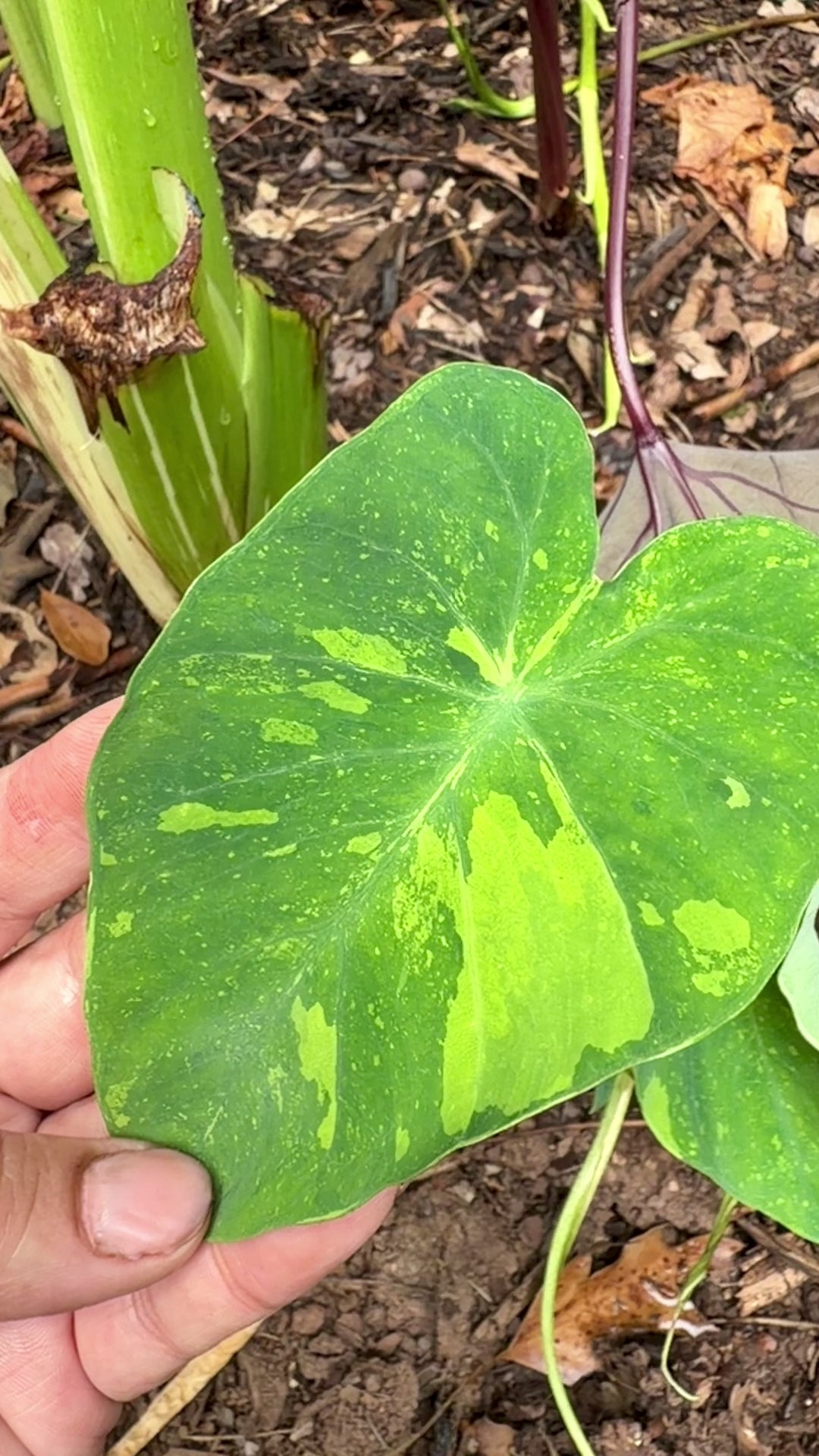 Colocasia Lemon Lime Pup