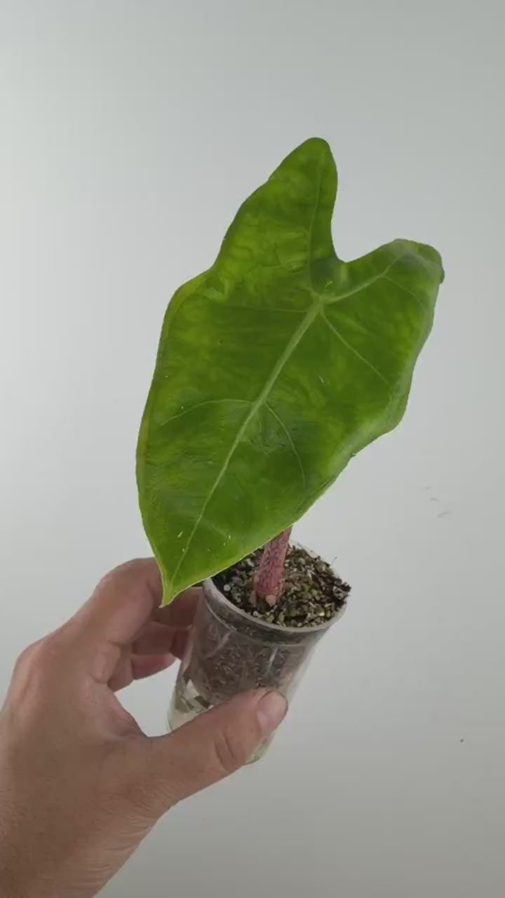 Video of Alocasia Longiloba Sp. No ID From Indonesia