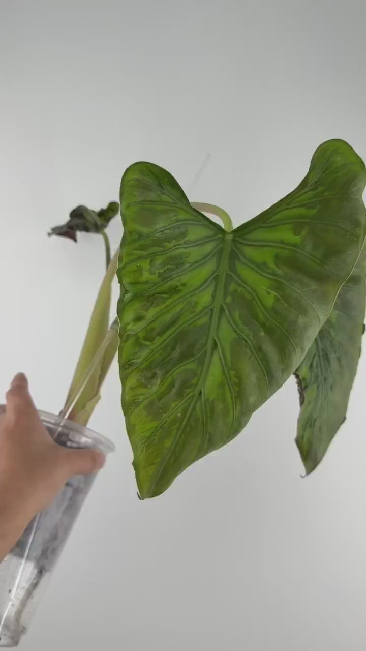 Alocasia Wentii Tattoo Mutation Mother Plant
