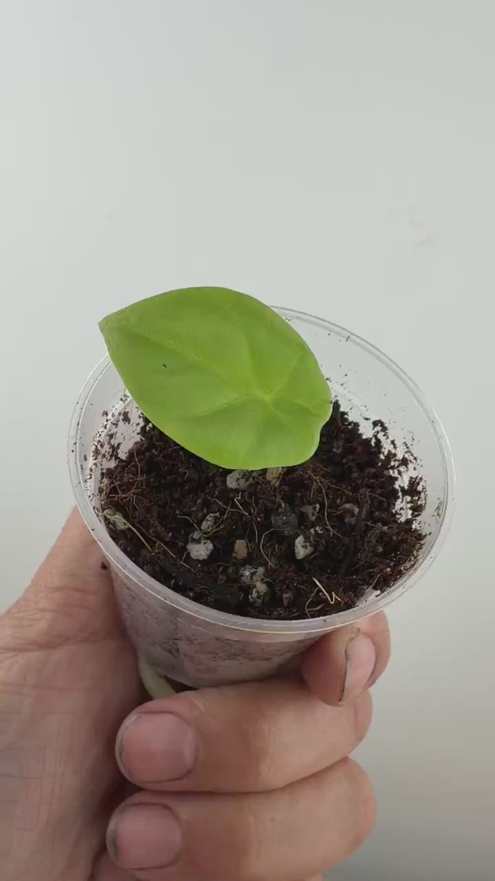 Video of the exact Alocasia Silver Sword Hybrid (Albautwan x Dragons Breath)