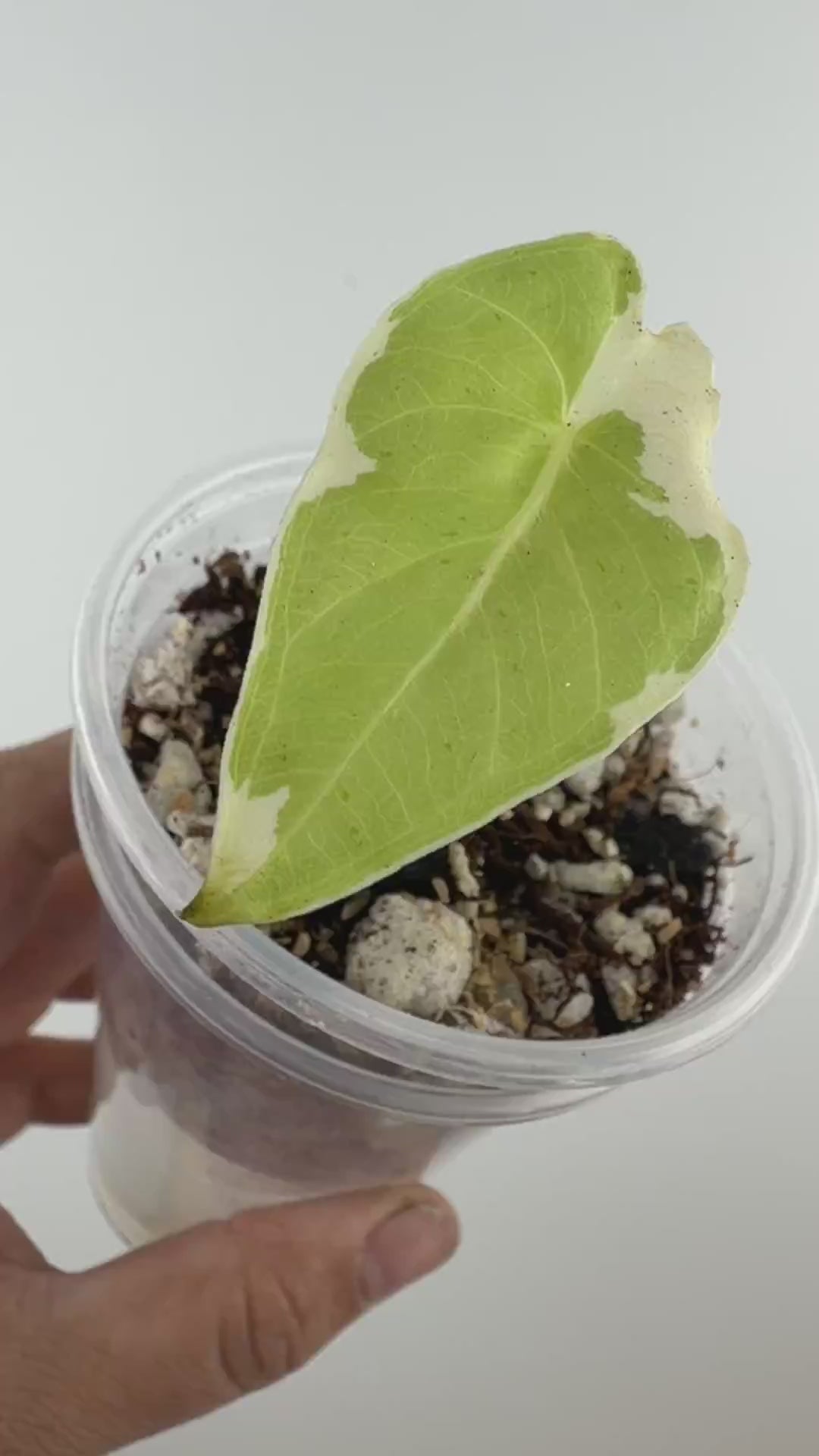 Alocasia Epilithica Silver Lime Pup #2 video