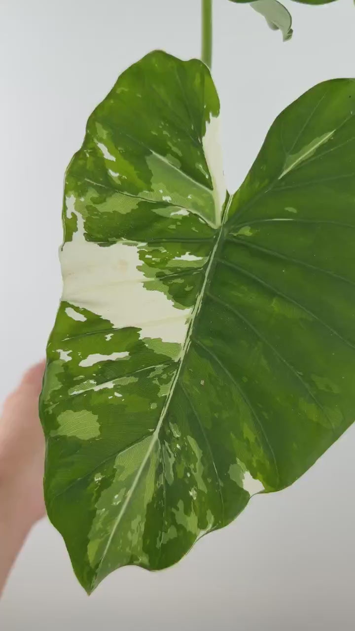 Video of Alocasia Okinawa Silver Variegated Mother Plant
