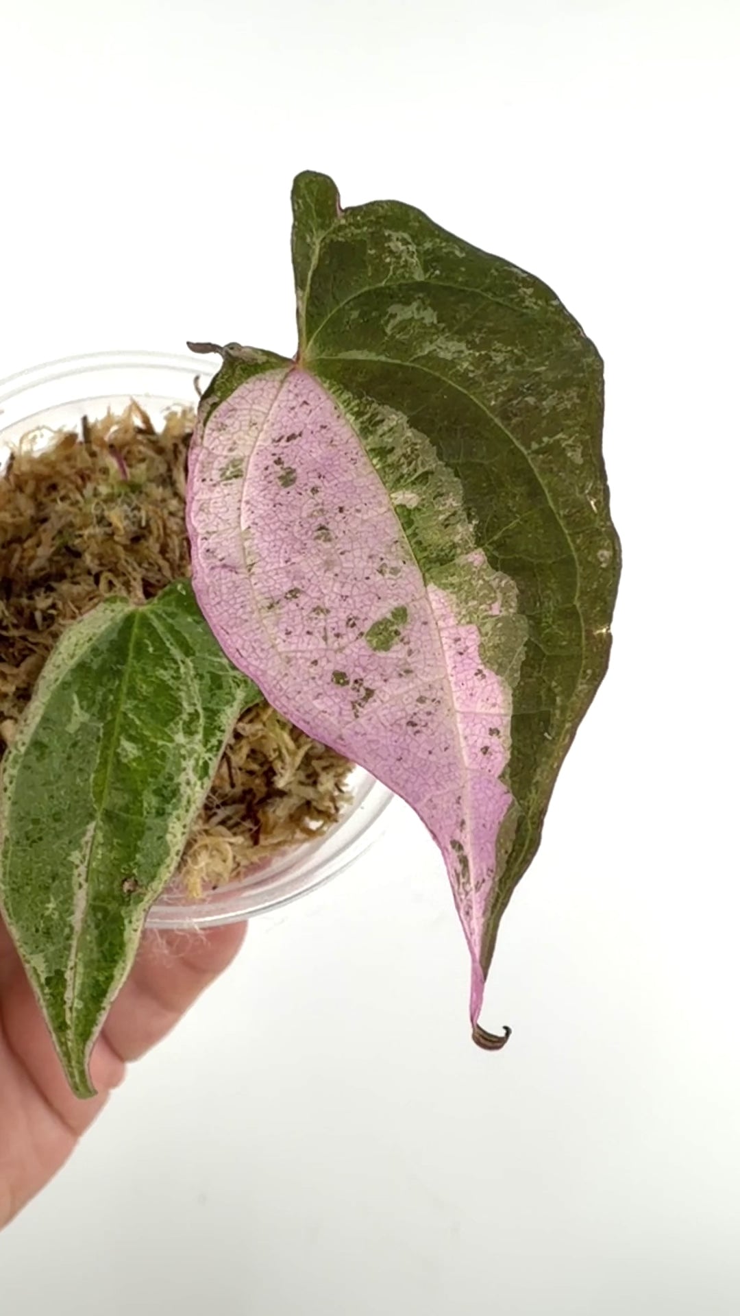 Dioscorea Sp. Satun Aurora