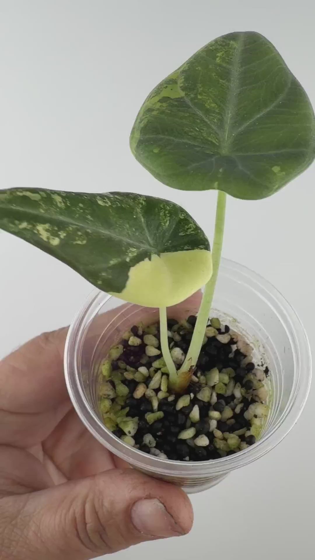 Alocasia Maharani Lemon Lime Variegated