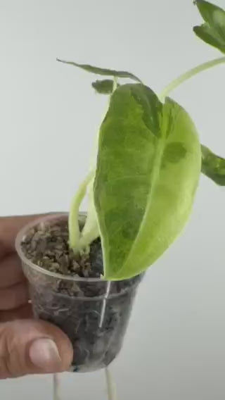 Alocasia Sarian Aurea Pup Variegated