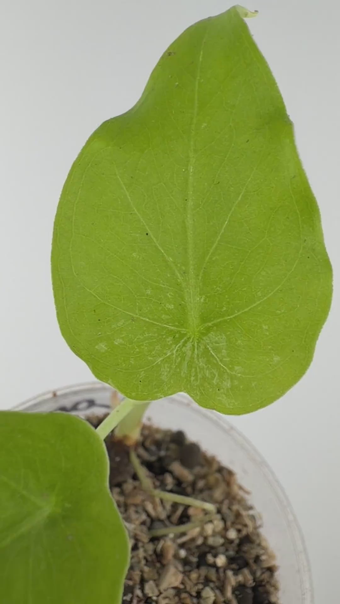 Alocasia Longiloba X Odora Mint Hybrid Pup Variegated