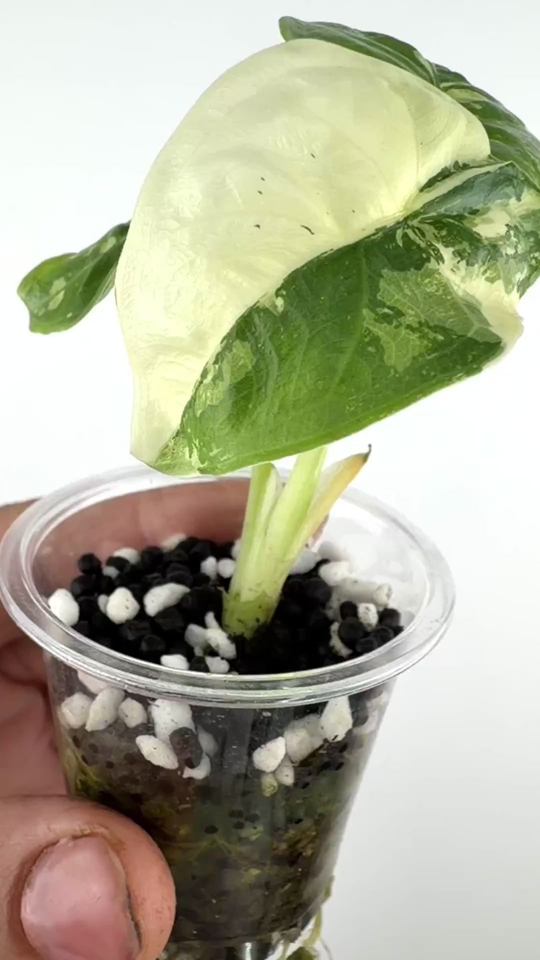 Alocasia Puncak Albo Variegated