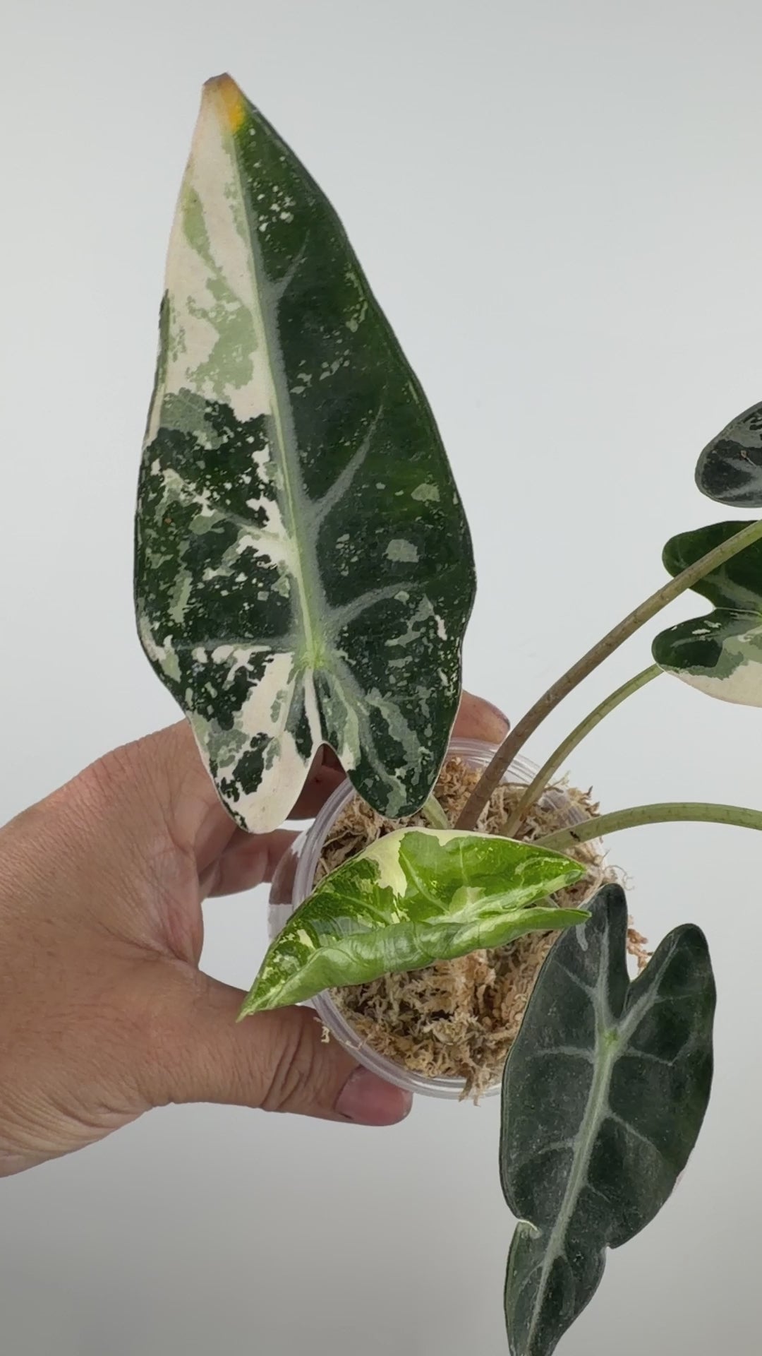 Alocasia Bambino Pink Variegated #2