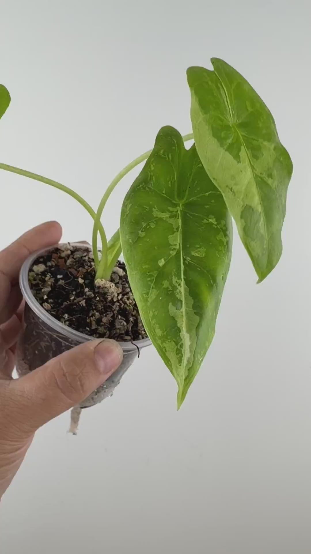 Alocasia Acuminata Albo Variegated