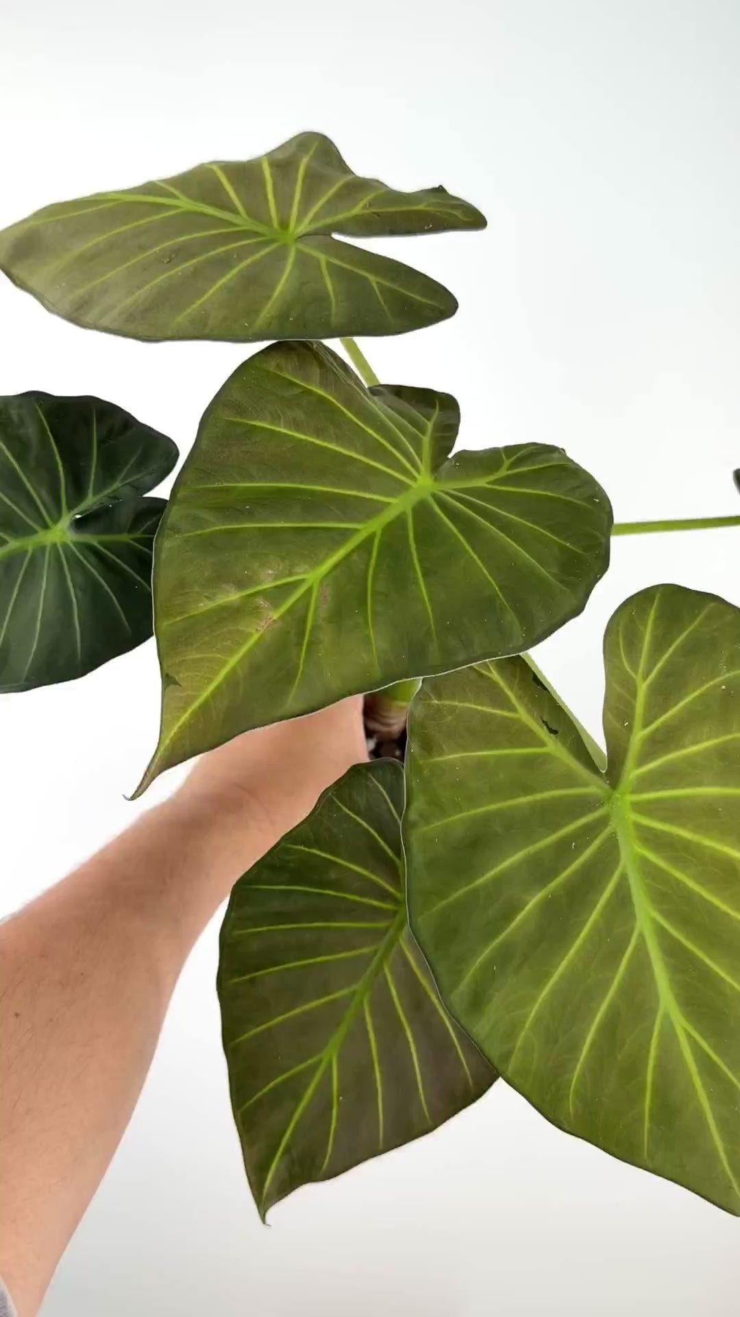 Alocasia Regal Shield Chartreuse Mother Plant