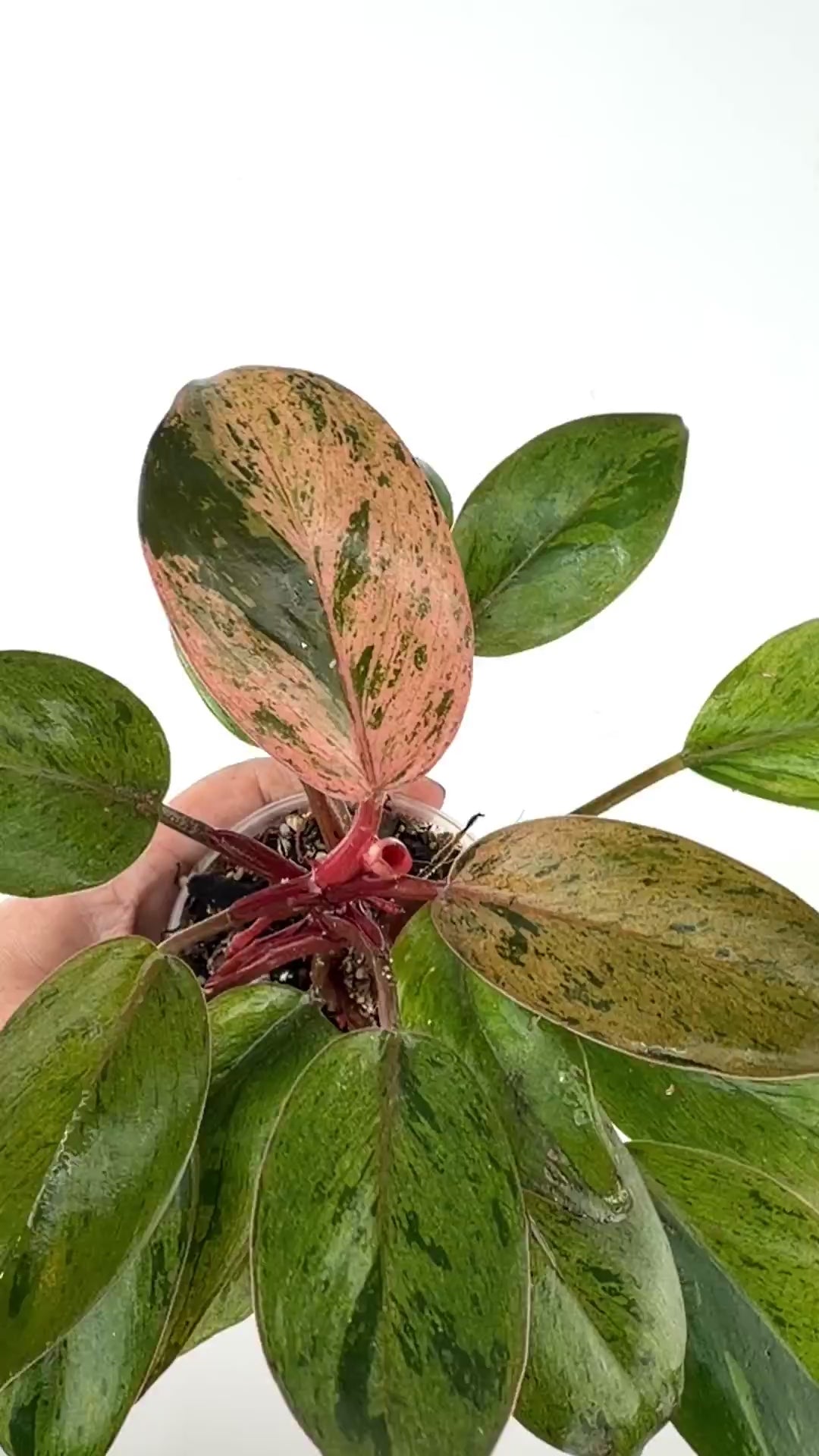 Philodendron Congo Pink Mint Dwarf