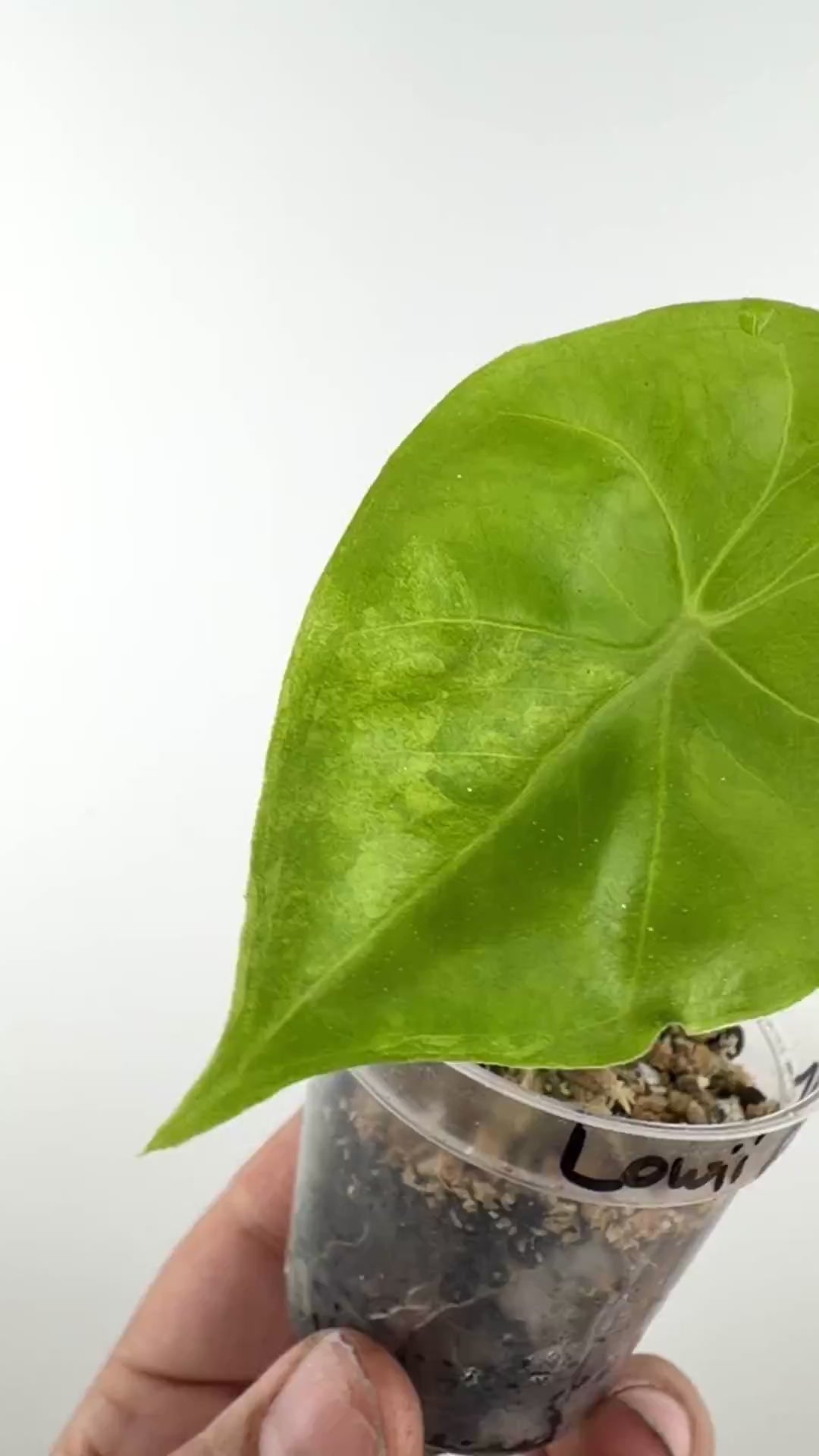 Video of the exact Alocasia Lowii Aurea Variegated Pup