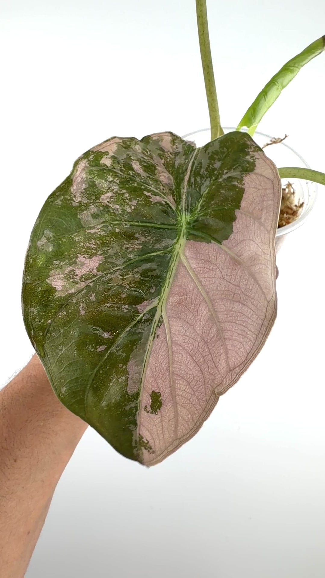 Alocasia Wentii 'Uhinkii' Pink Variegated #2
