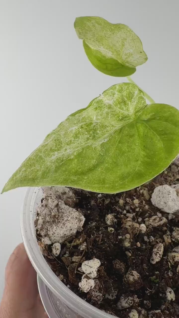 Video of Alocasia Cucullata White Stripe Mint Lava Variegated