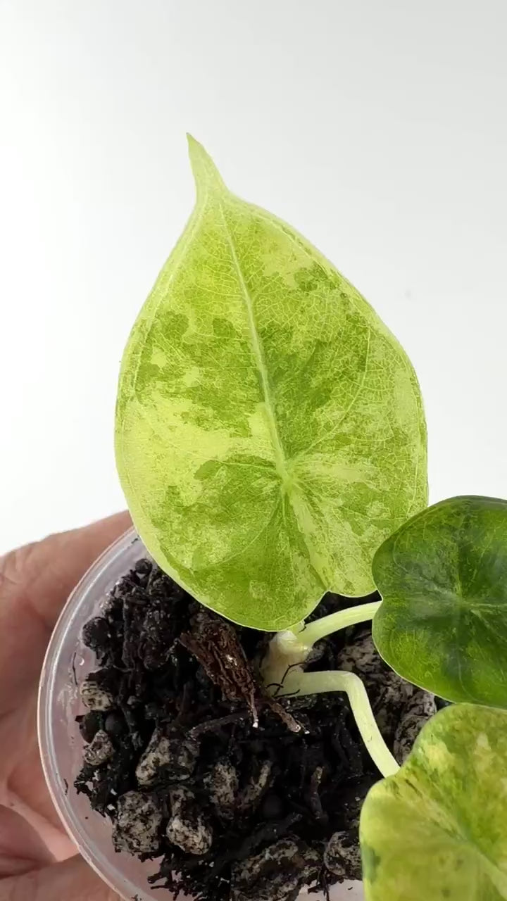 Video of the exact Alocasia Melo Aurea Variegated #2