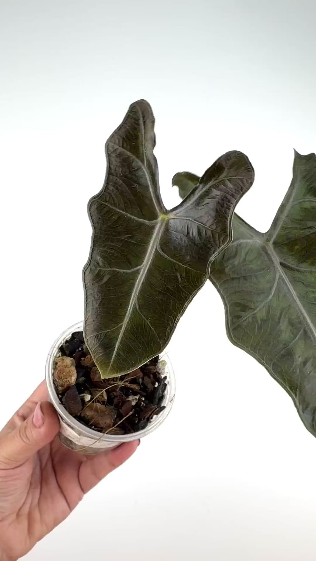 Alocasia Lailah Wild Form