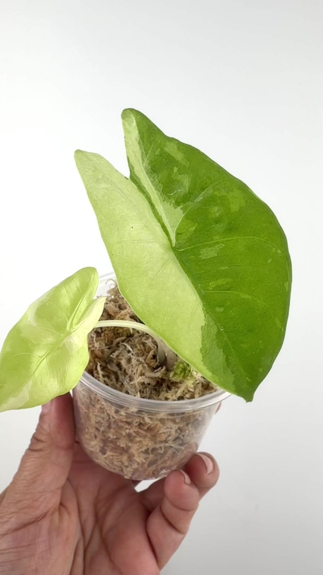 Alocasia Longiloba Cream Variegated