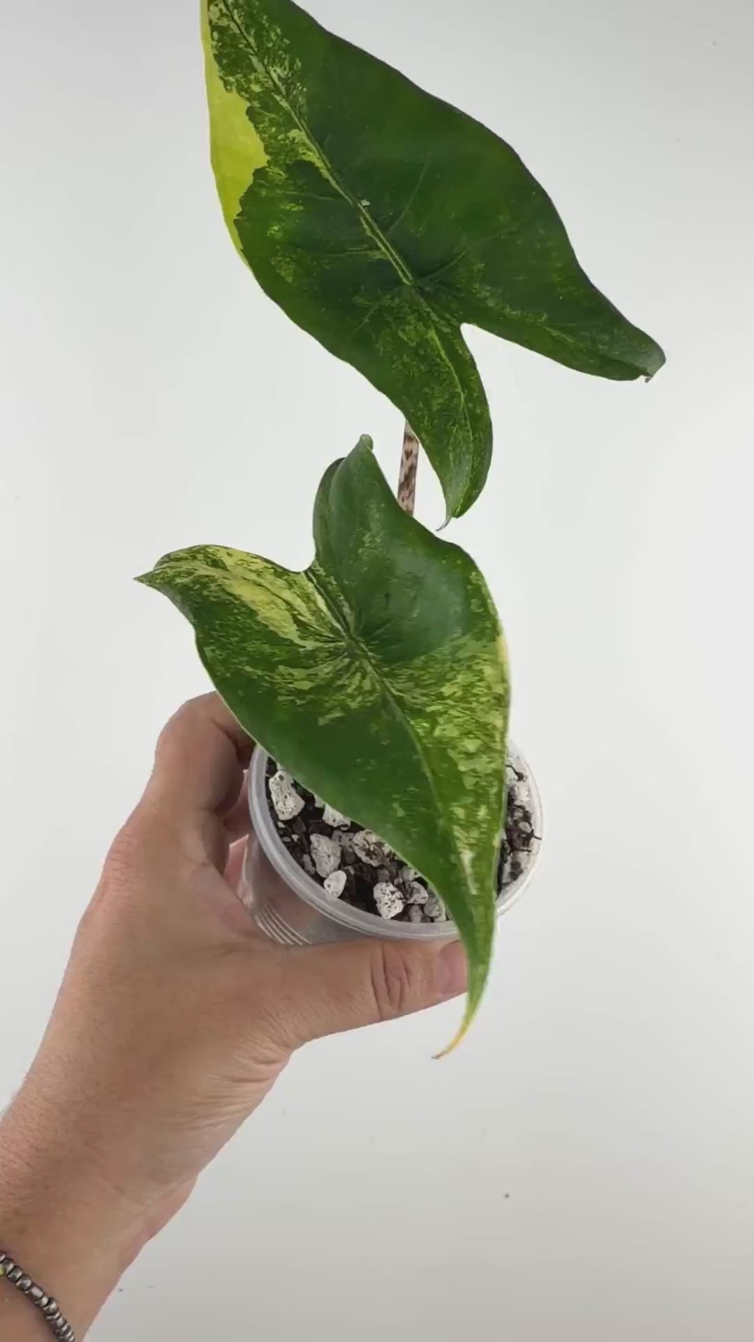 Alocasia Zebrina Dwarf Aurea Variegated