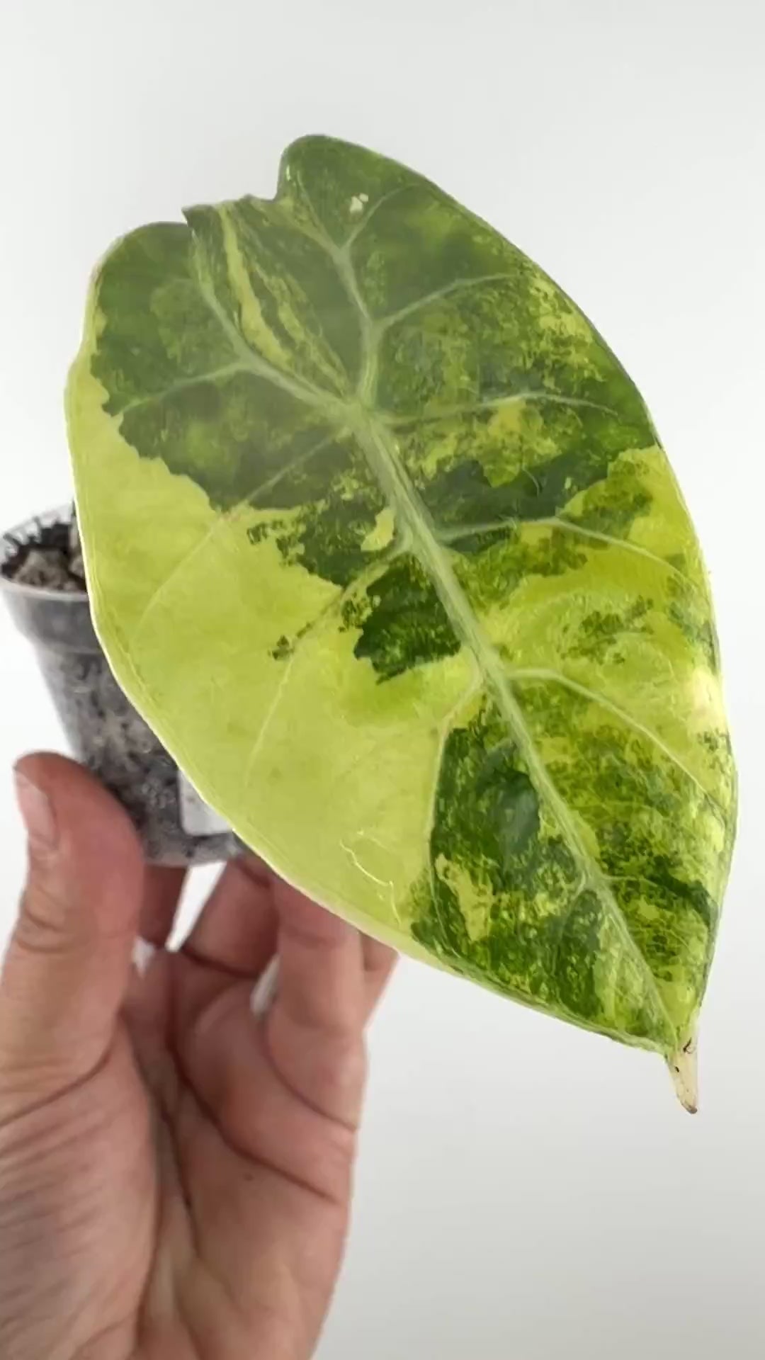 Video of the exact Alocasia Watsoniana Doff Aurea Variegated